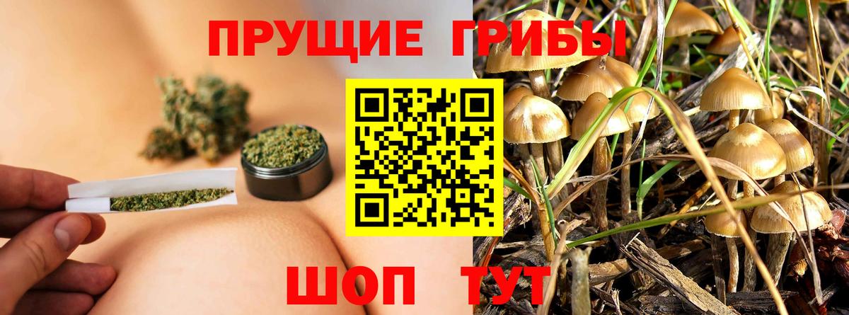 Дубна  Псилоцибиновые грибы Cubensis  Вход с VPN 