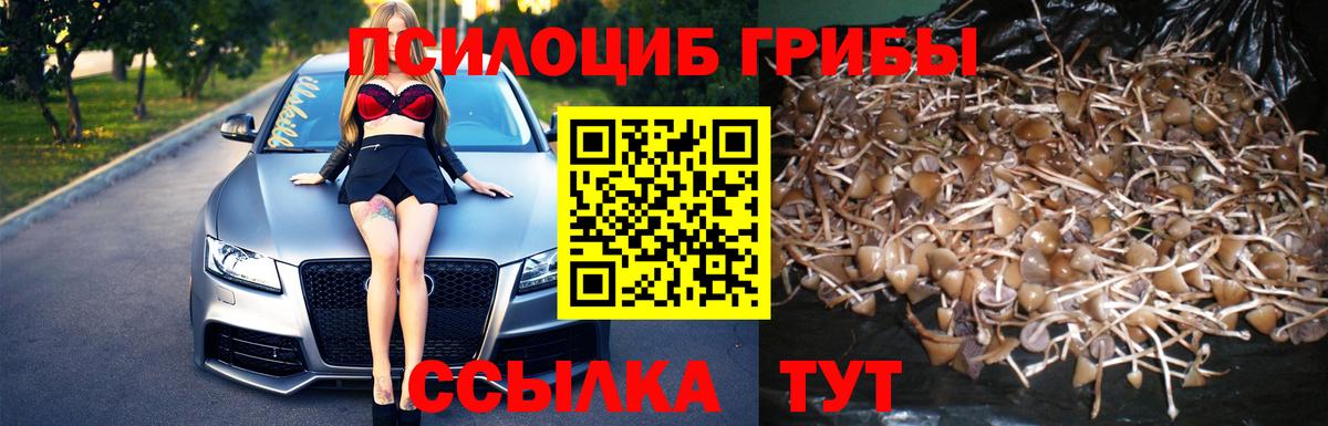 Псилоцибиновые грибы GOLDEN TEACHER Дубна